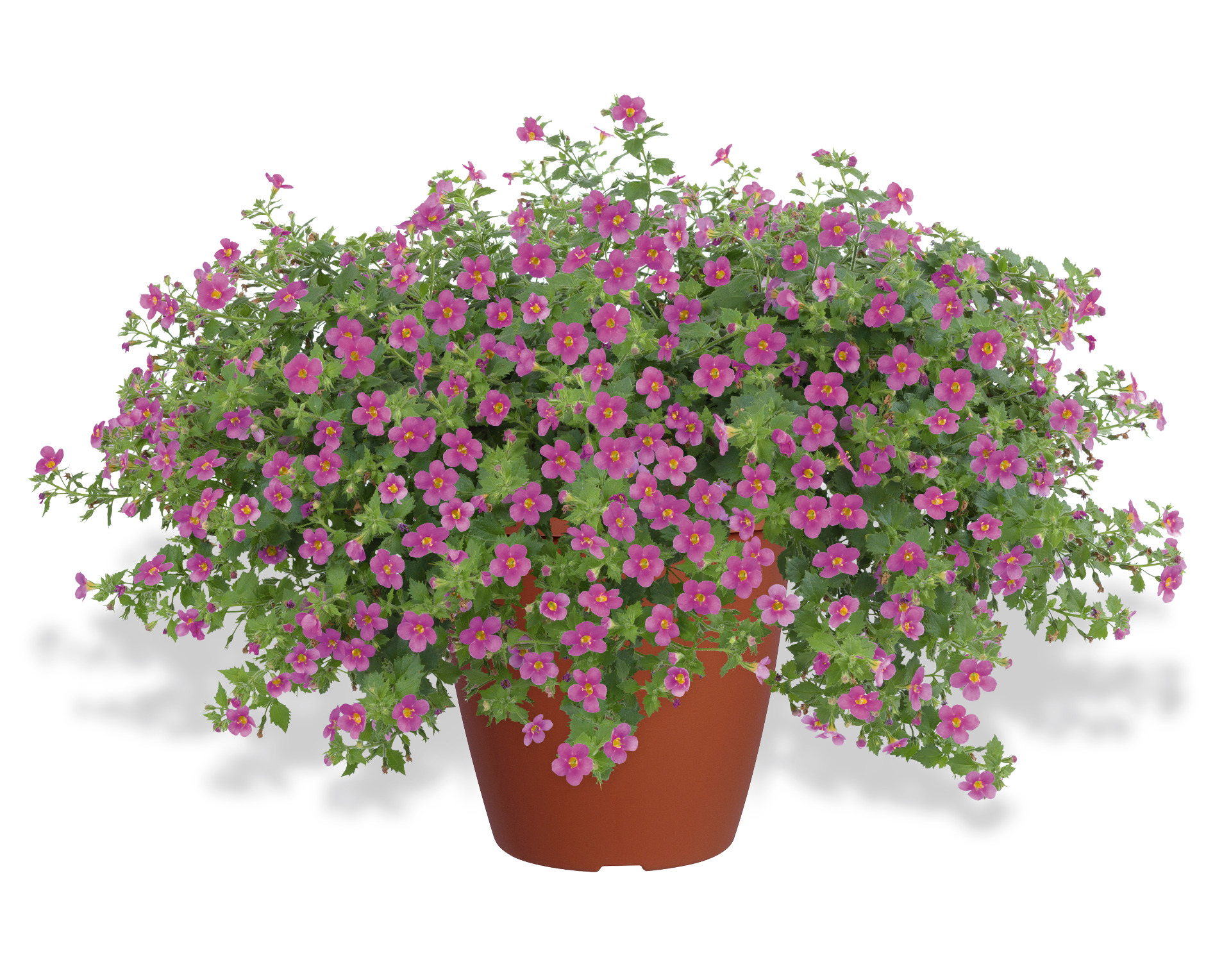 Scopia Gulliver Pink 