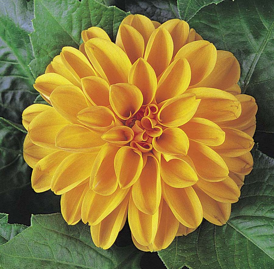 Dahlietta Linda 
