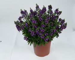 Alonia Big Indigo