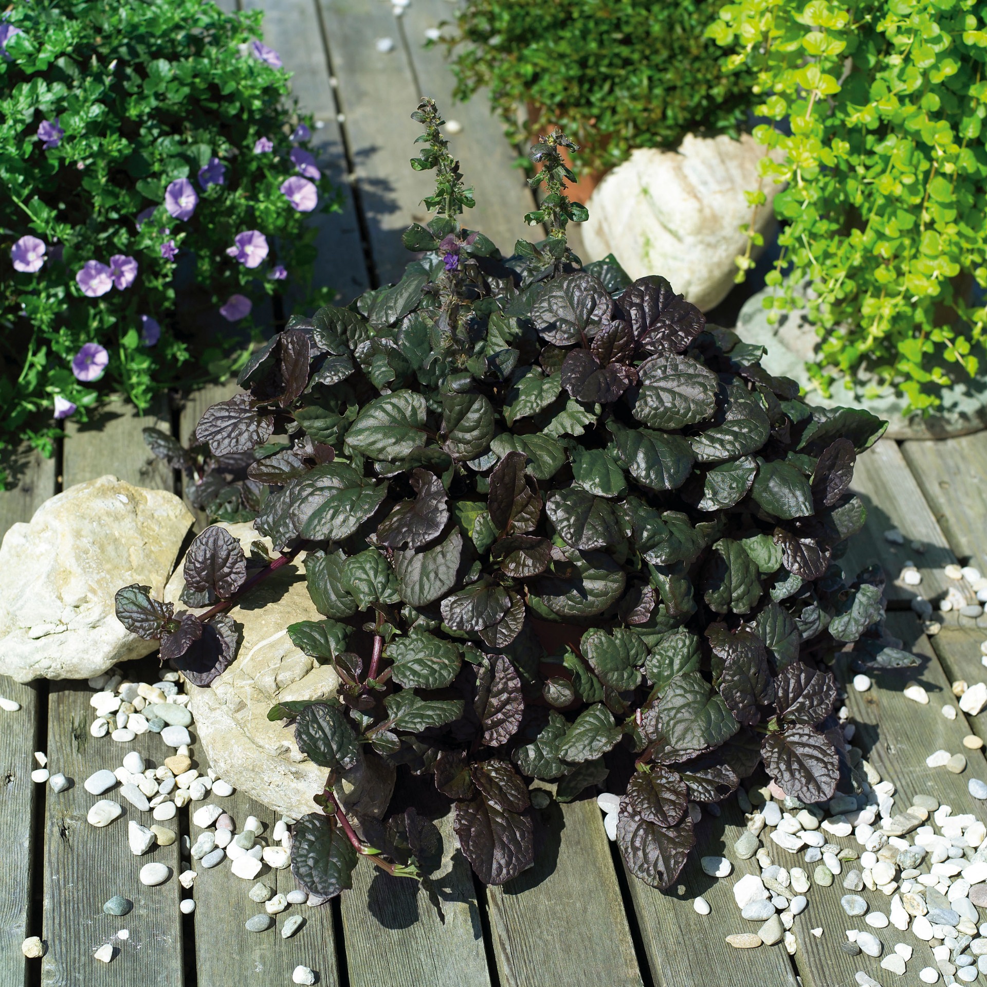 Ajuga Reptans Black Scallop