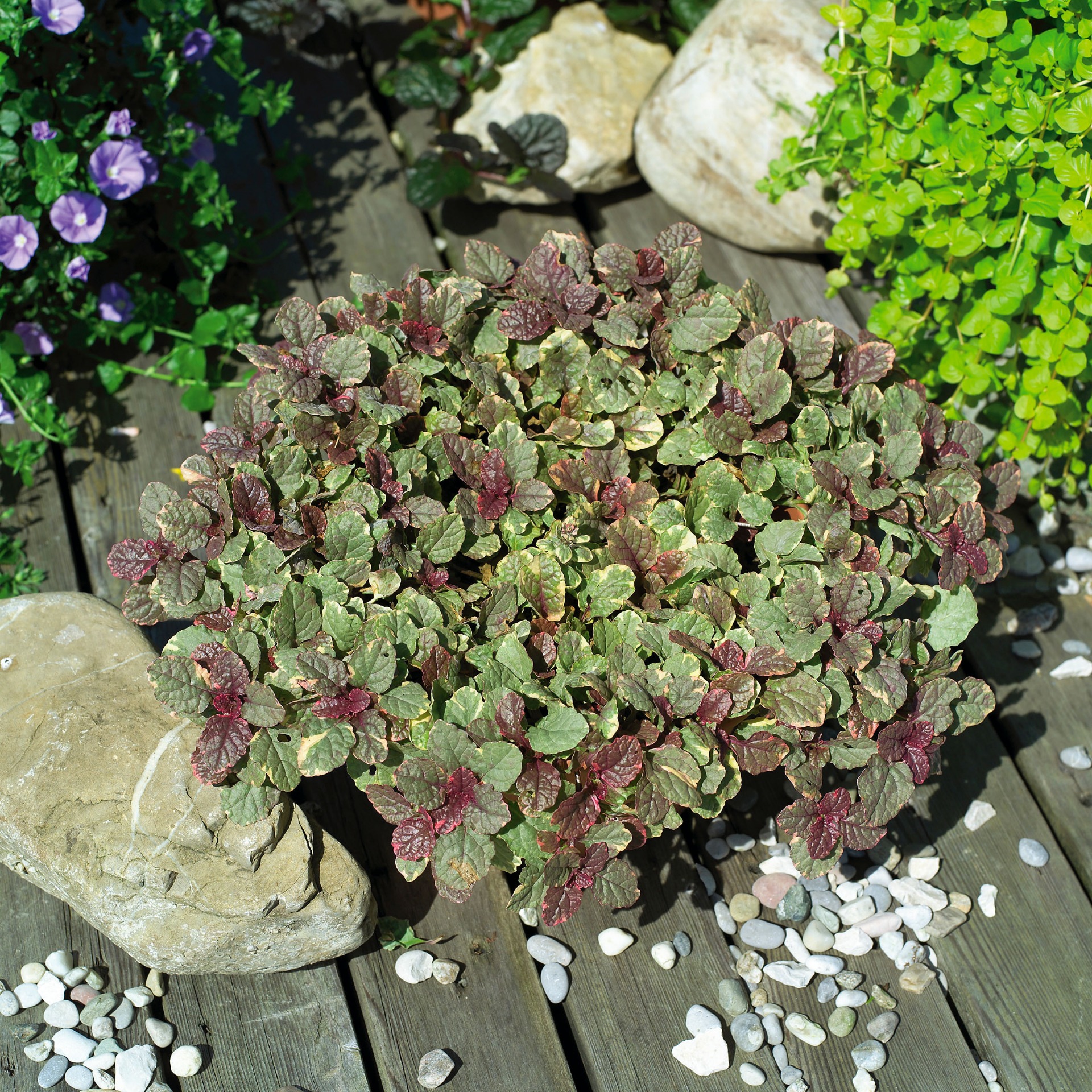 Ajuga Reptans Burgundy Glow