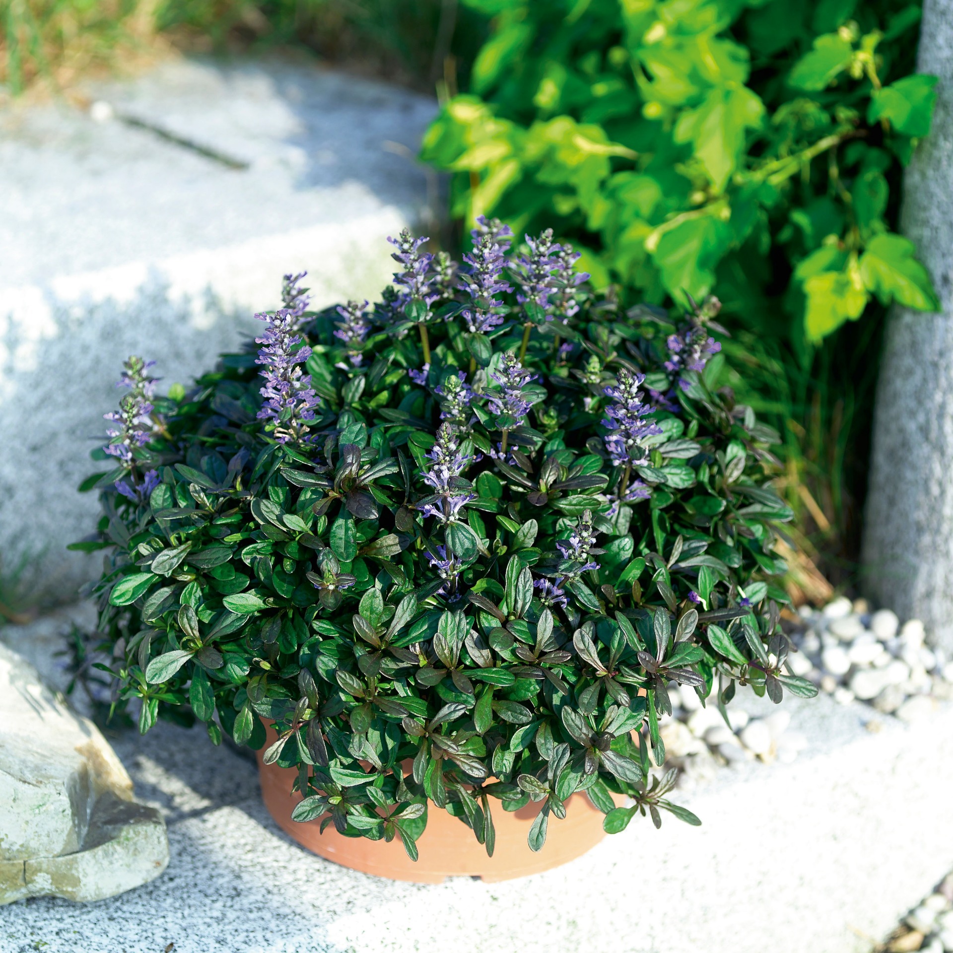 Ajuga Mahagony