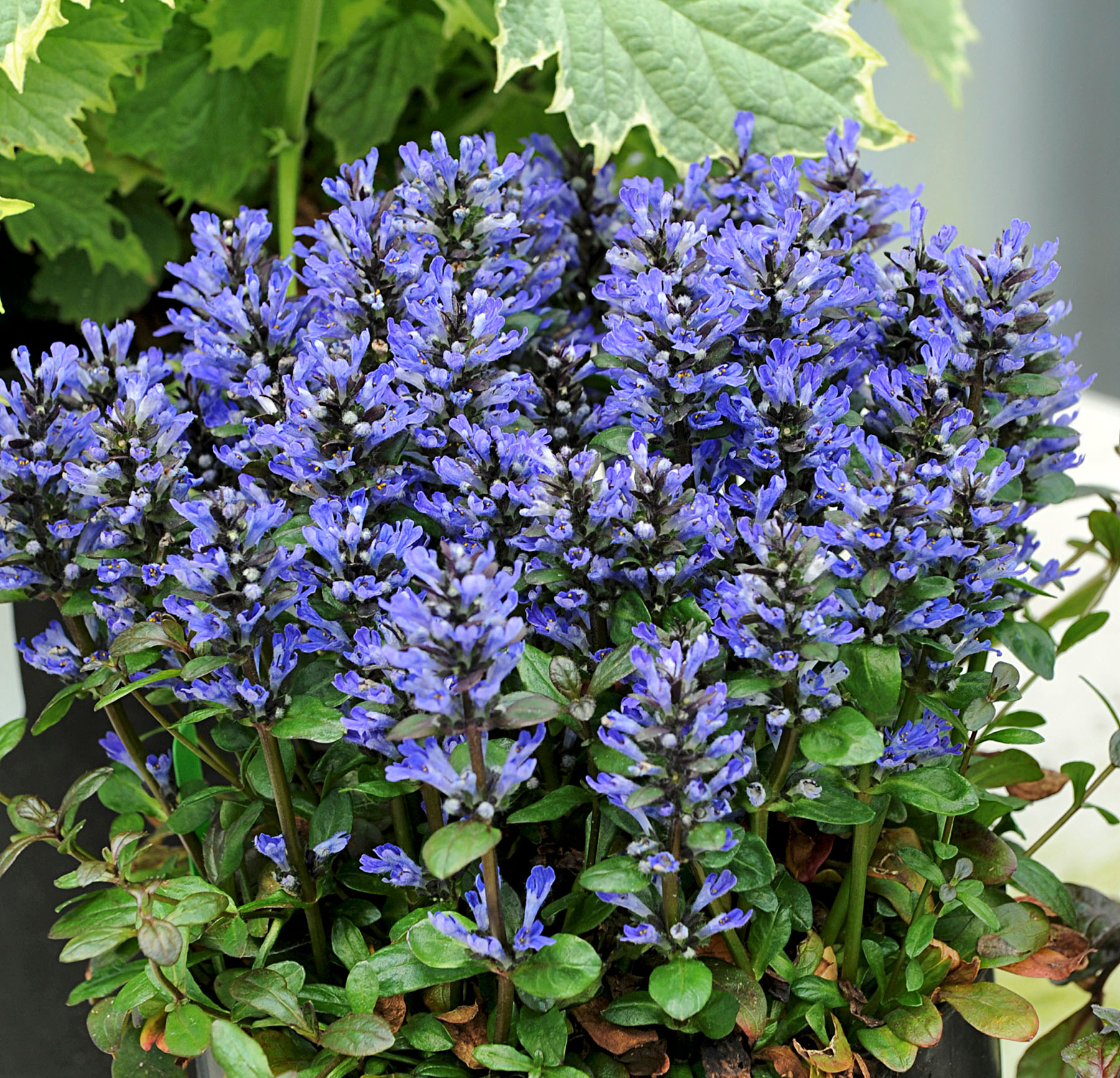 Ajuga Blueberry Muffin TN