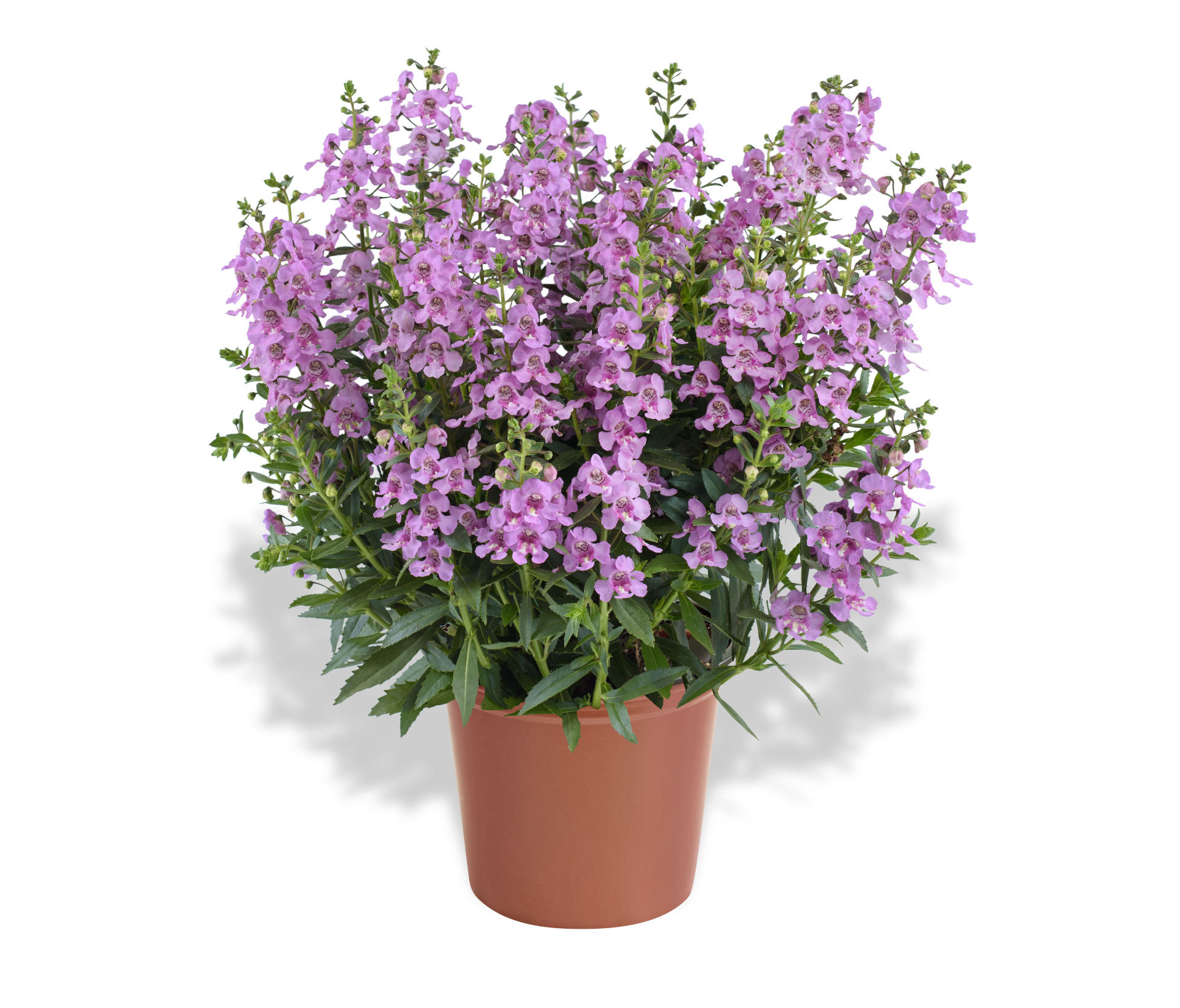 Alonia Pink Flirt