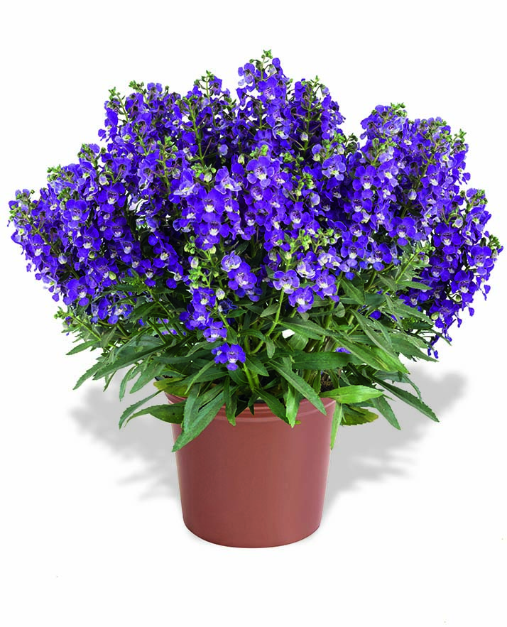 Alonia Violet