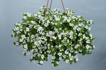 Scopia Compact White