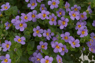 Scopia Great Regal Blue