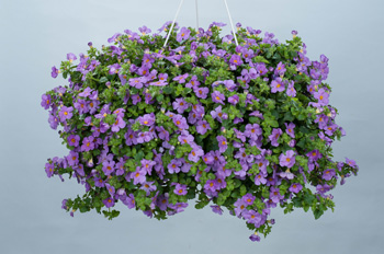 Scopia Gulliver Violet