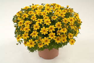 Yellow Charm