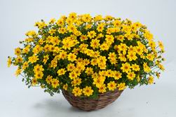 Yellow Sunshine