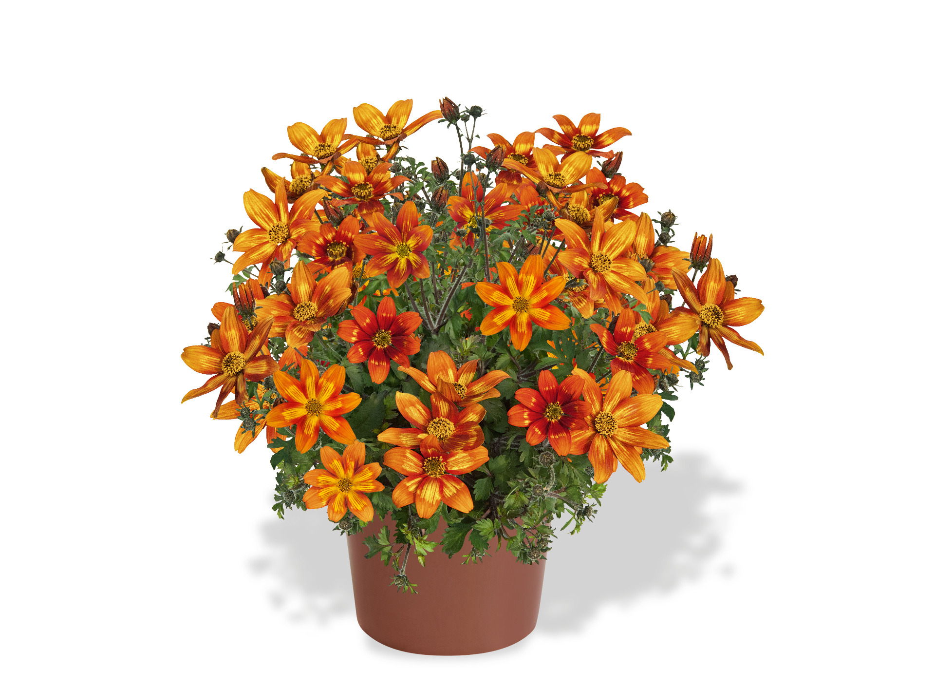 Orange Sunbeams