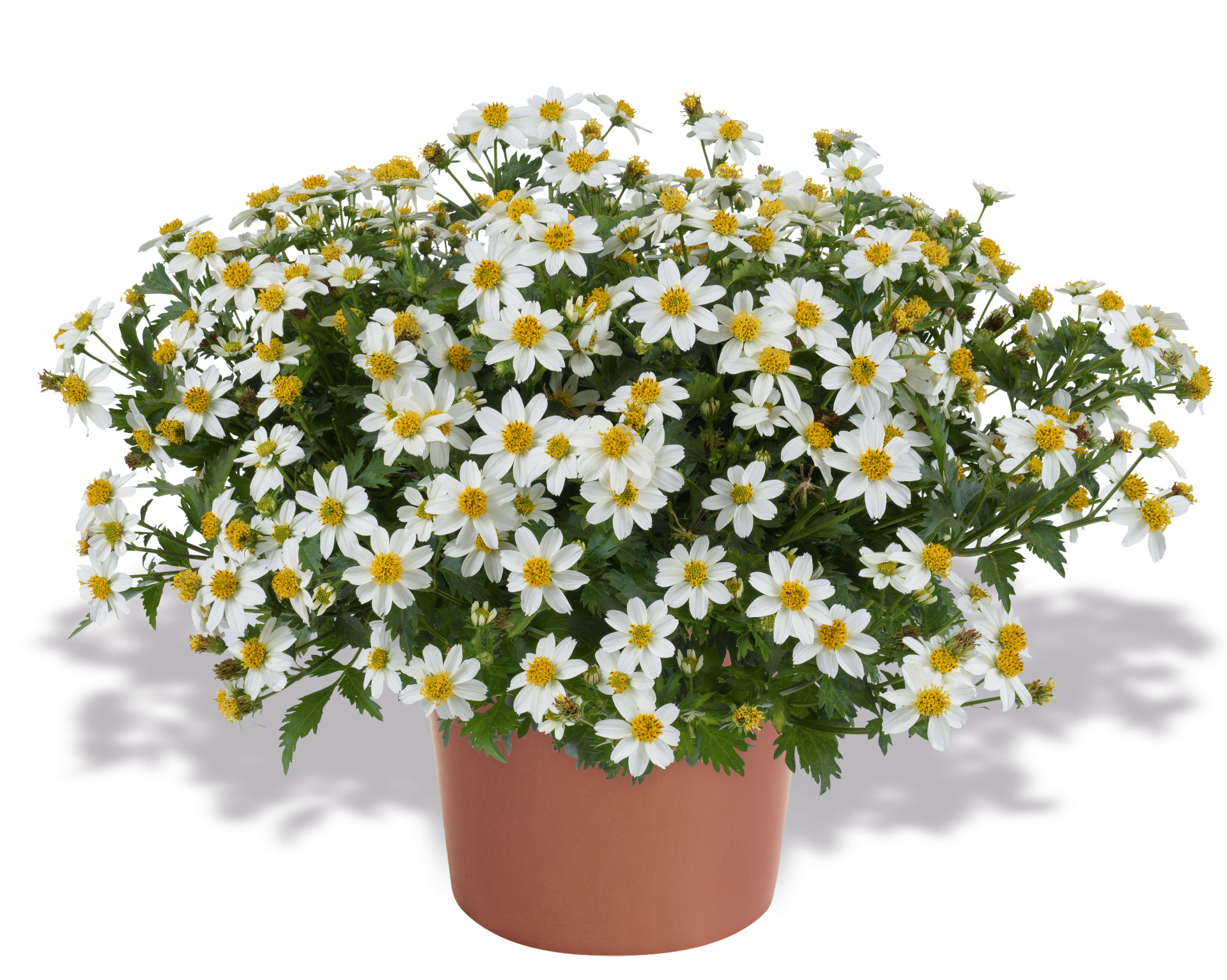 White Delight