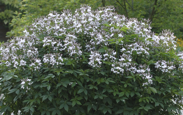 Senorita Blanca Impr.