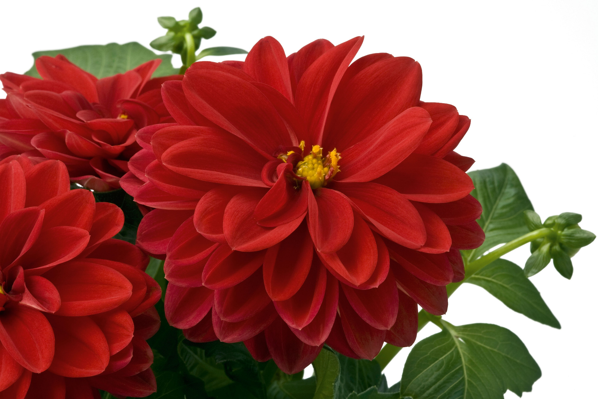Dahlietta Tessy, Red