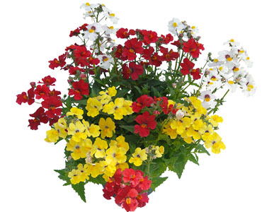 Trio Mio Little Alegria