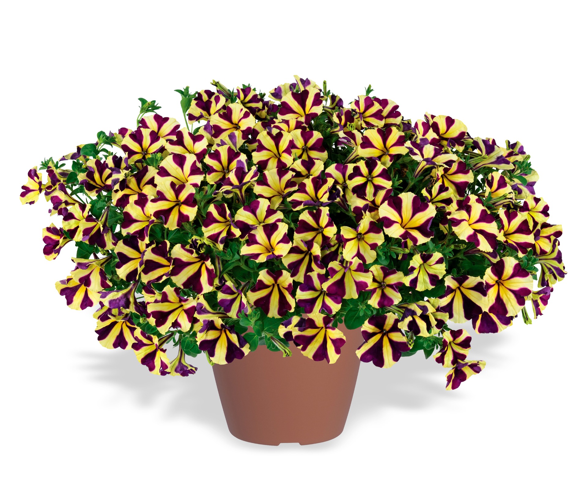 Amore® Heart & Soul 