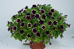 Cascadias Rim Magenta