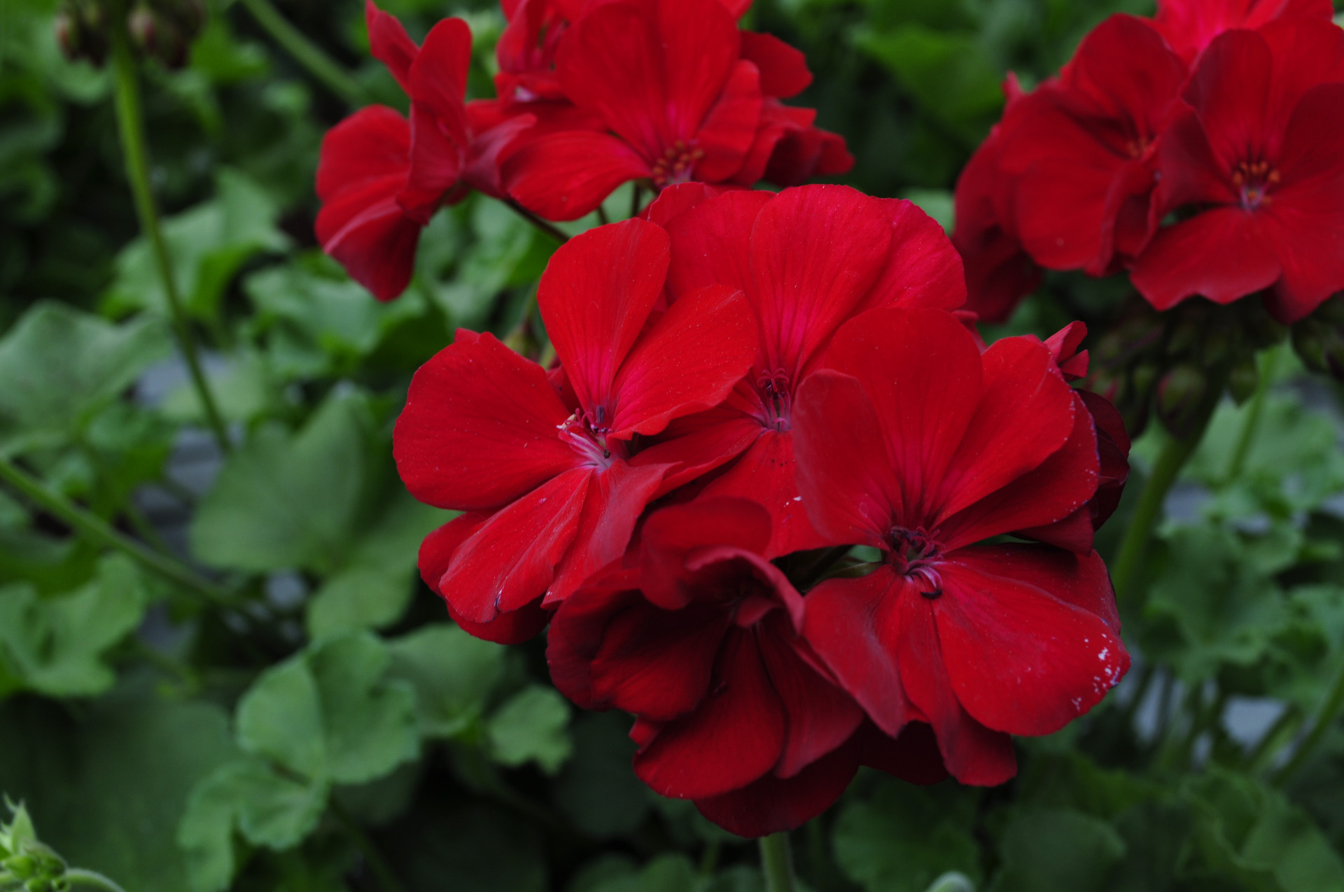 Infinity Dark Red (Red Pepper)