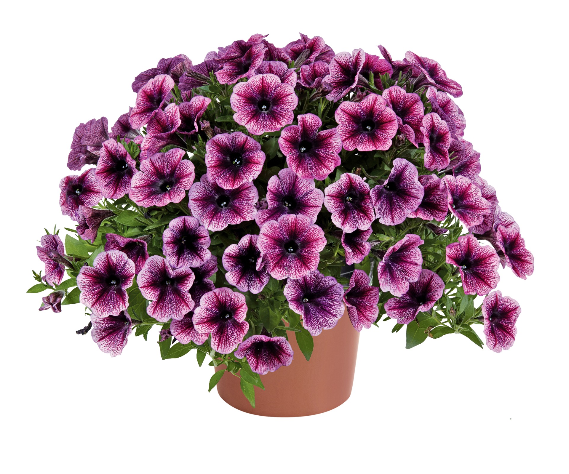 Cascadias Purple Ice