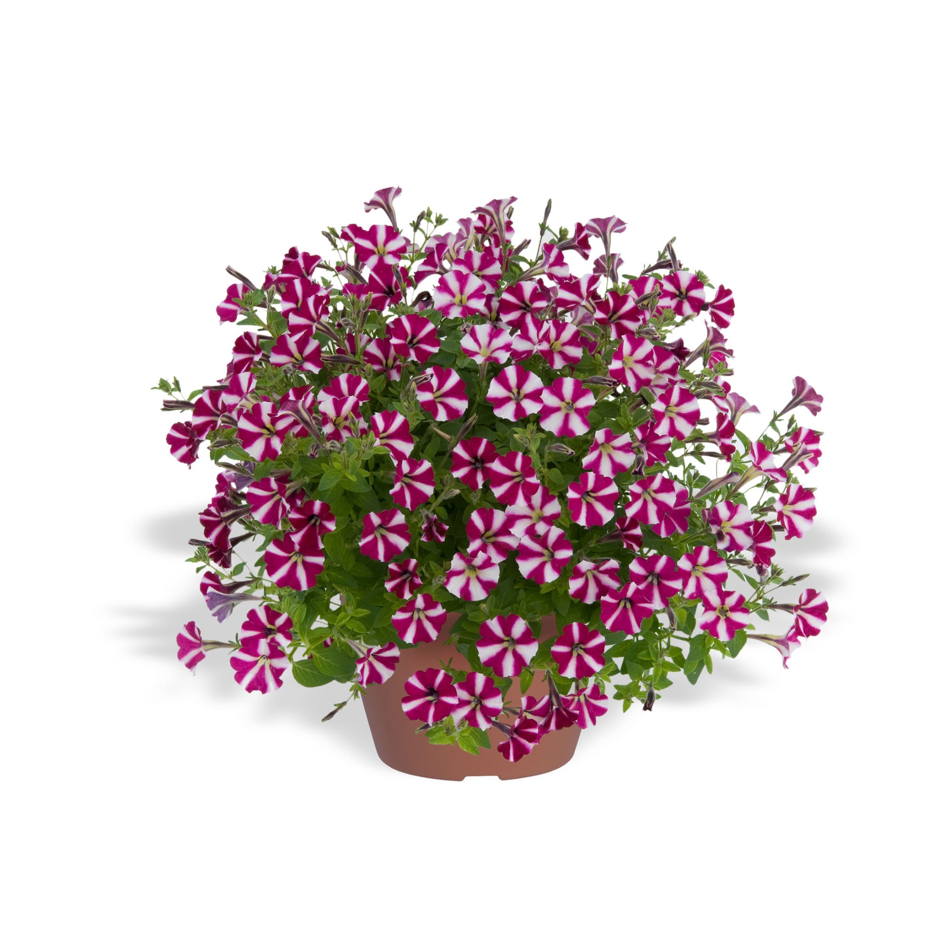 Littletunia Bicolor Illusion 2019