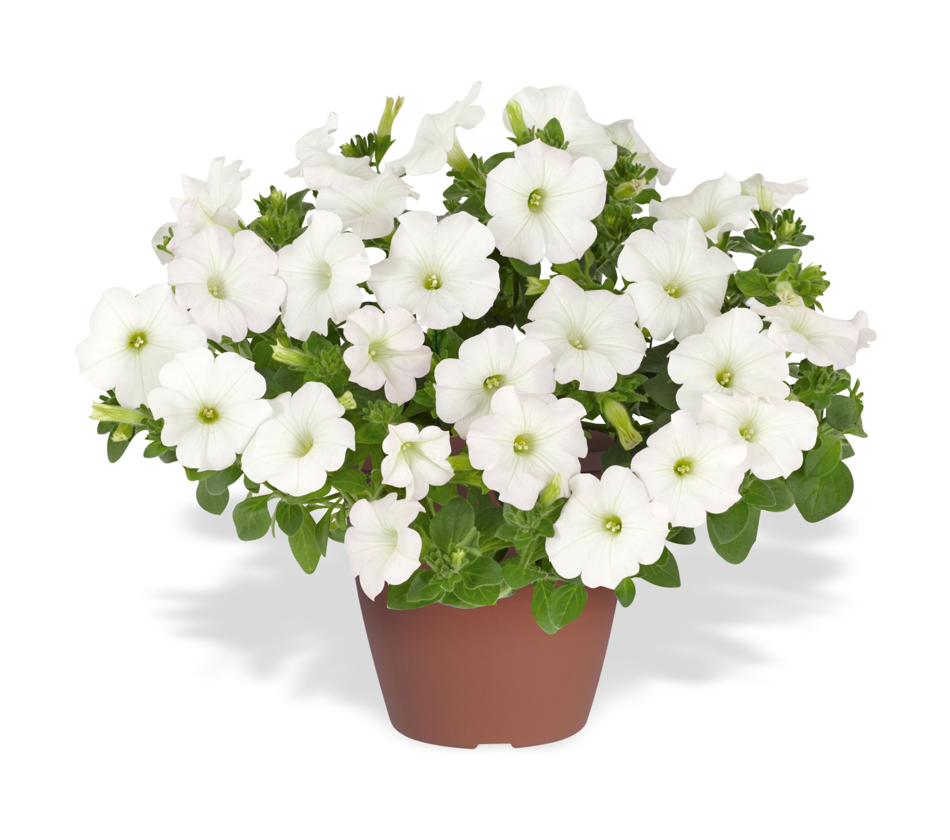 Surfinia Impulse (Snow)