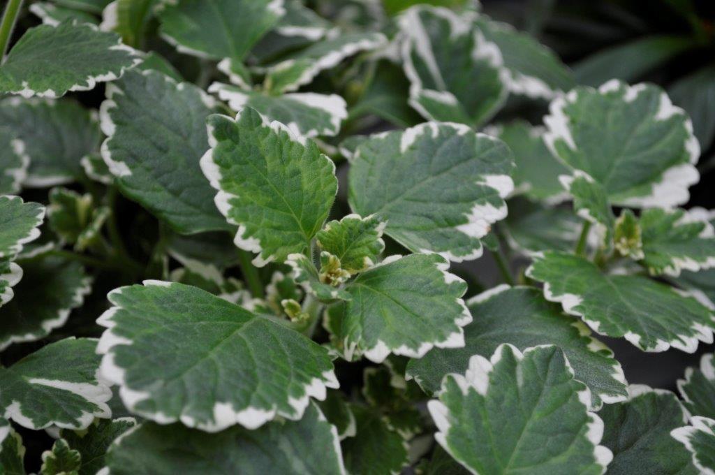 Plectranthus