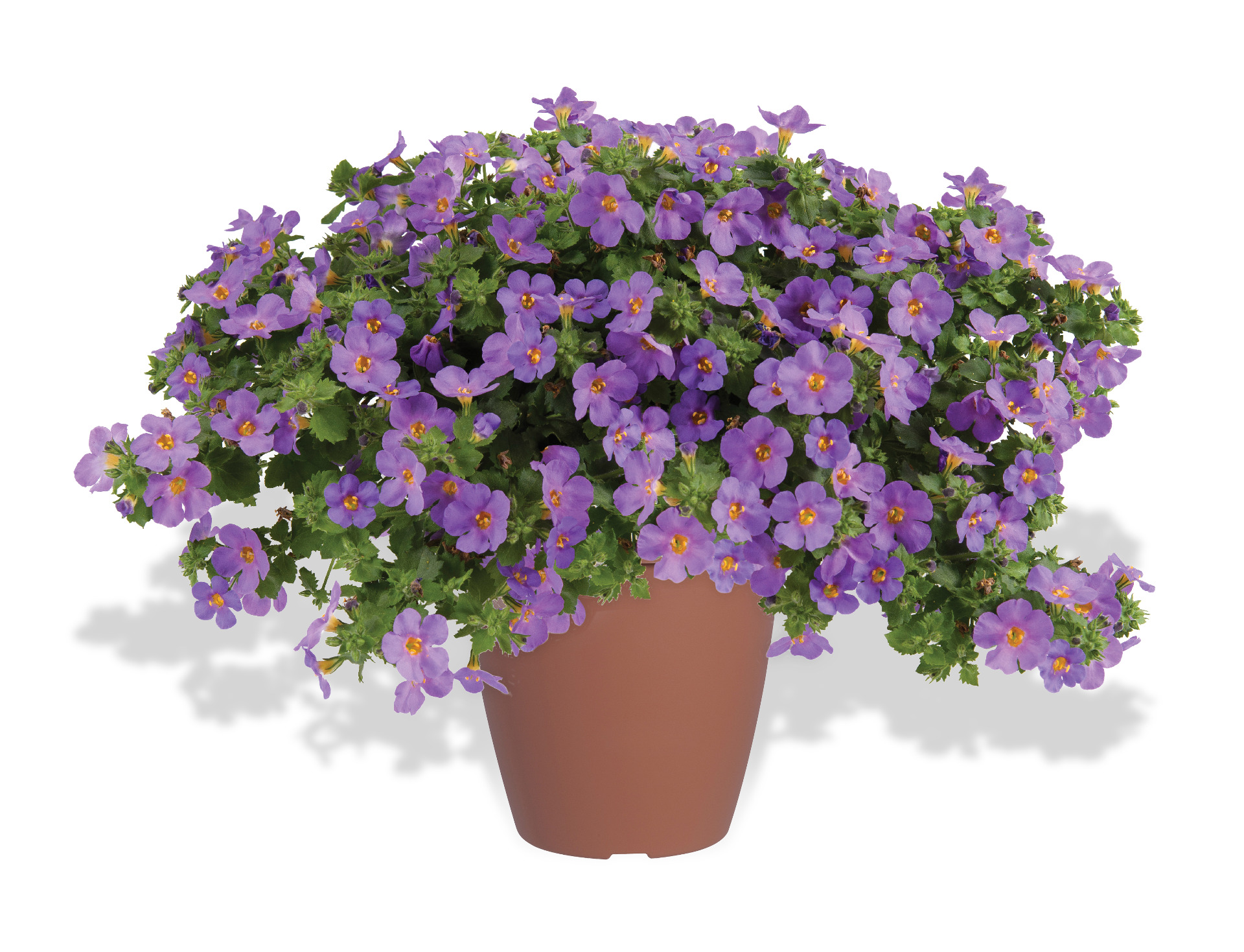 Scopia Gulliver Compact Purple