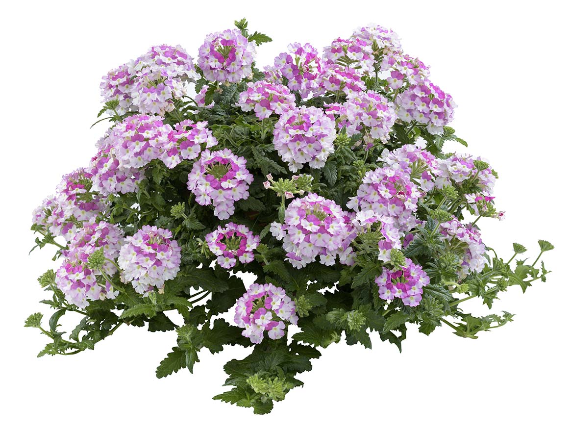 Vanessa Bicolour Pink