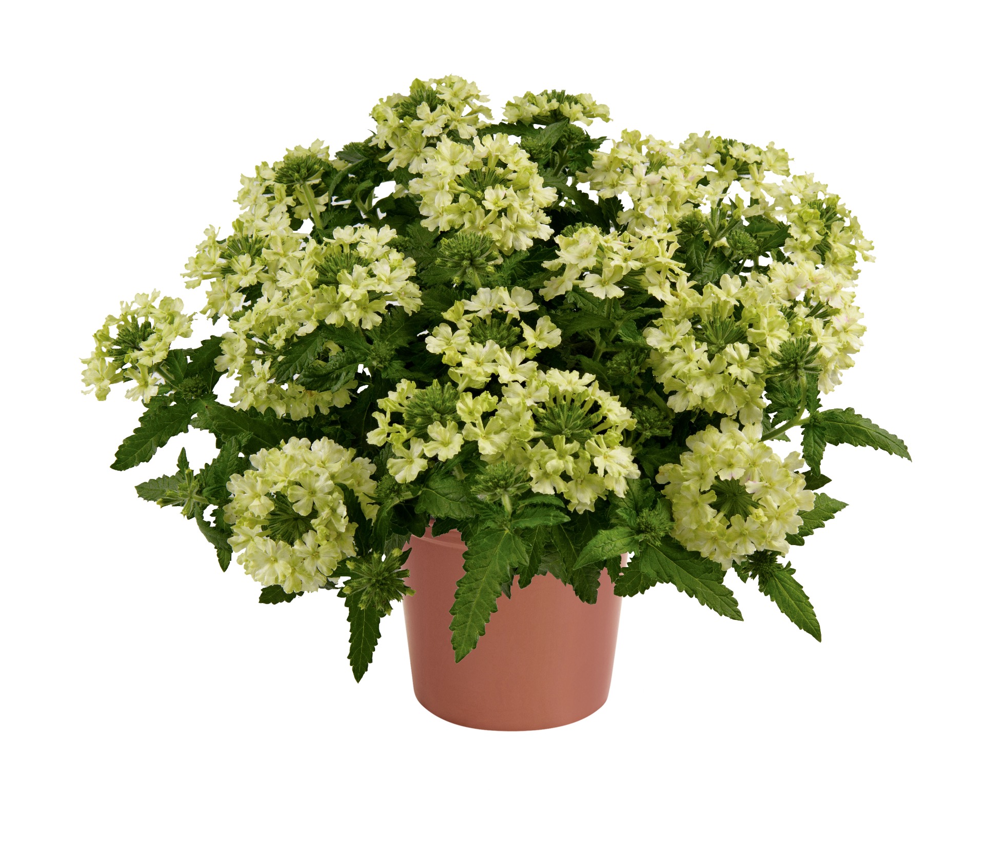 Vanessa Compact Lime