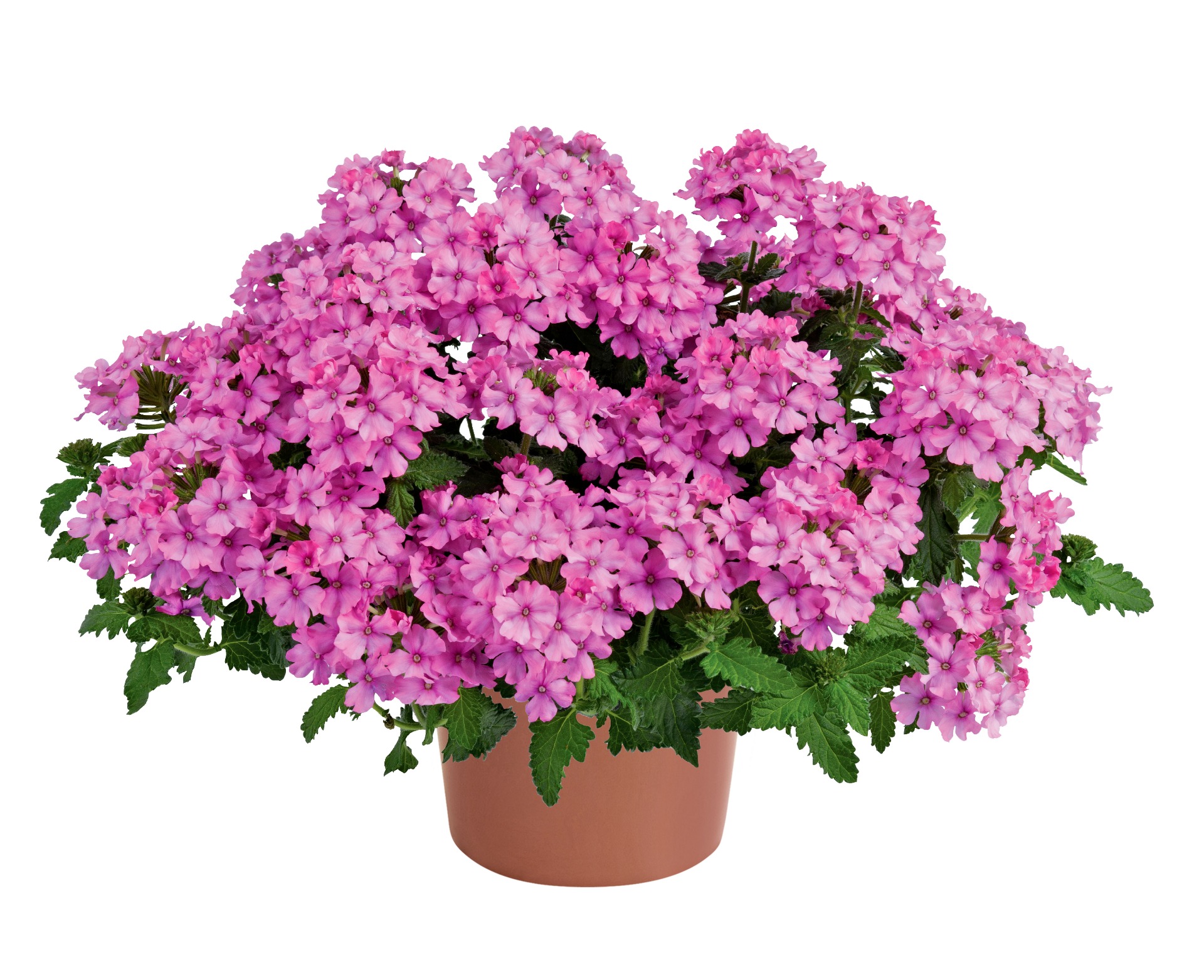 Vanessa Compact Pink