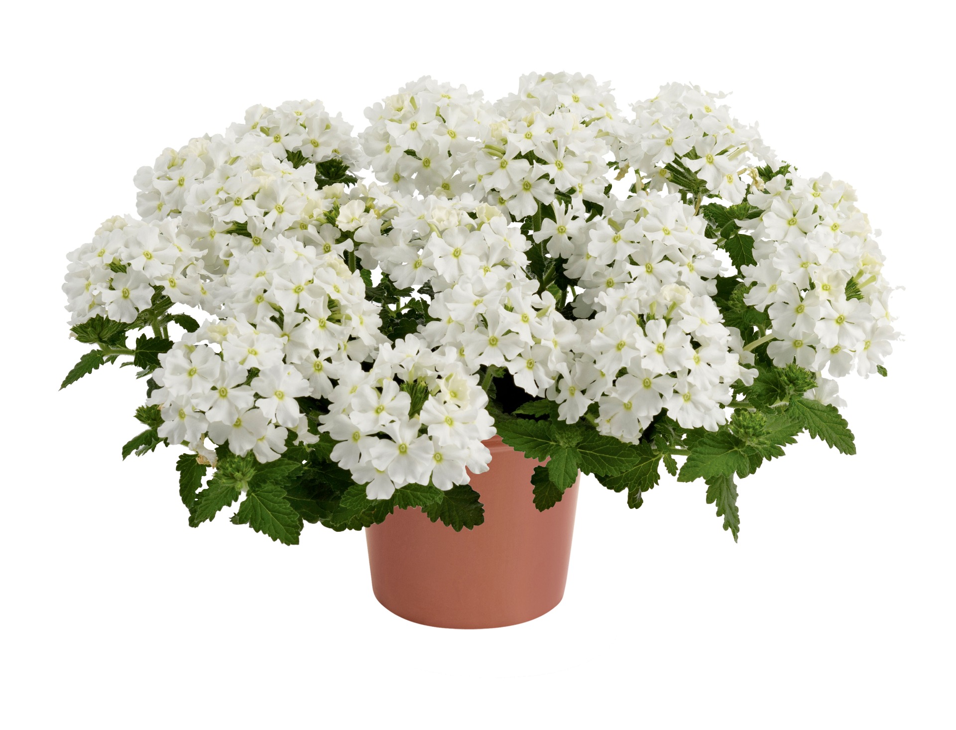 Vanessa Compact White