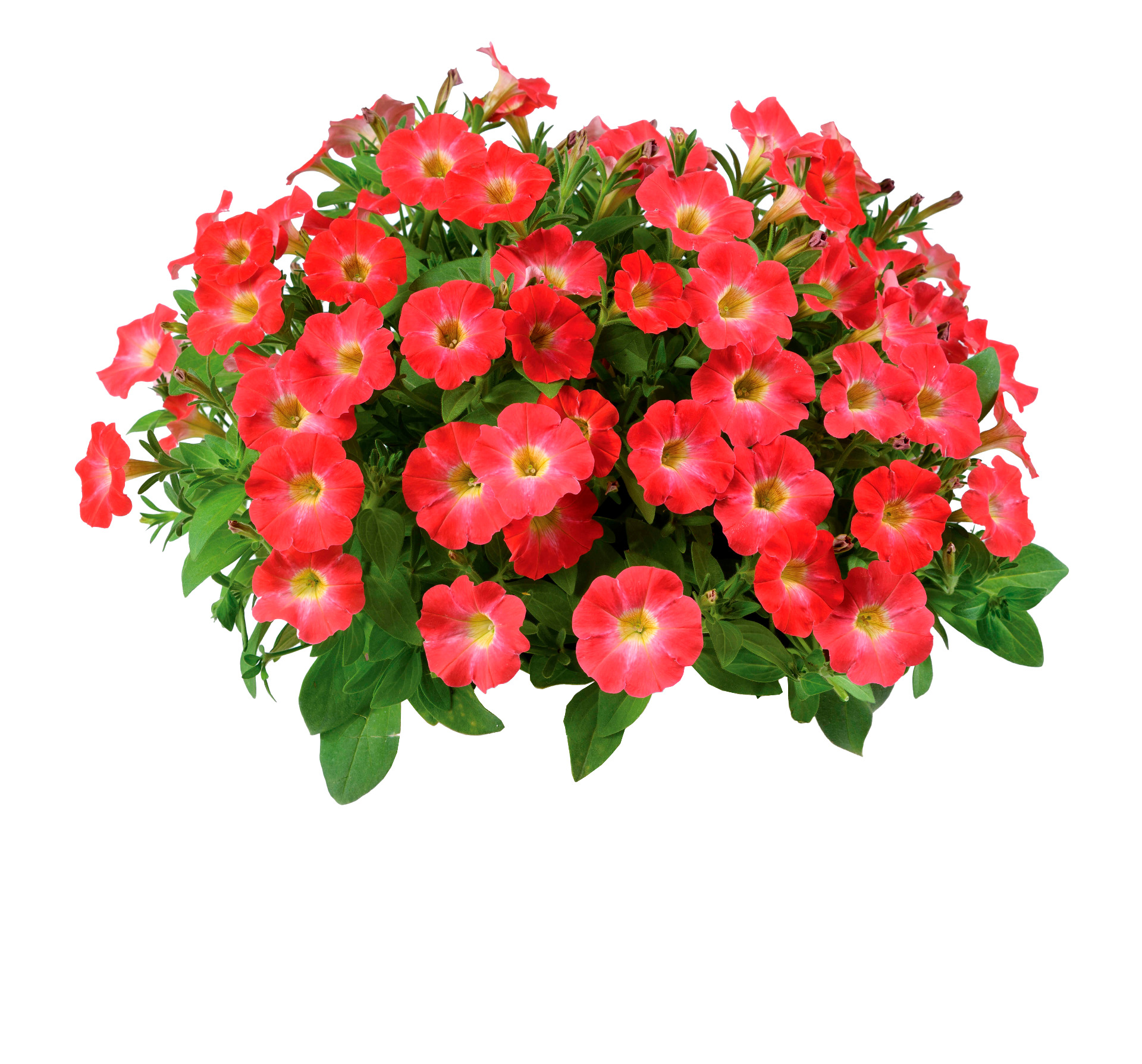 Scoop Strawberry Swirl