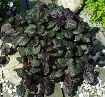 Ajuga