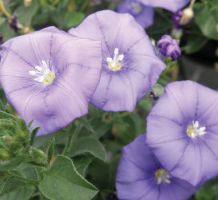 Convolvulus